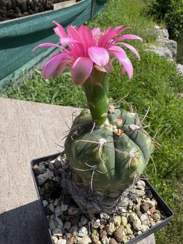 Preview: Gymnocalycium horstii buenekeri